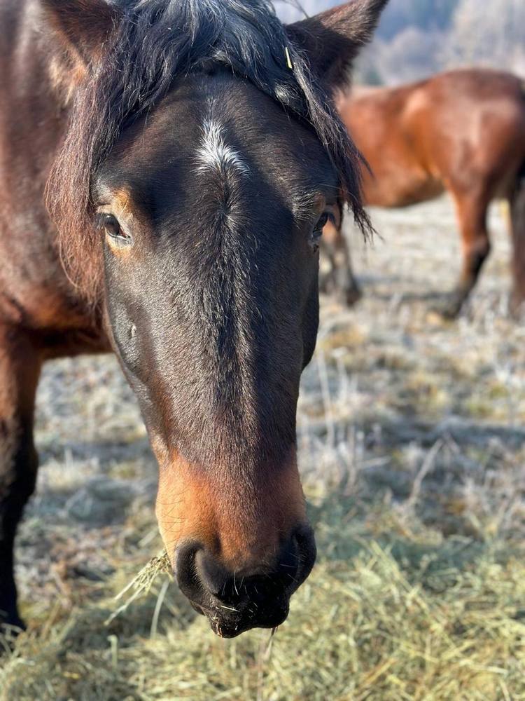Balko