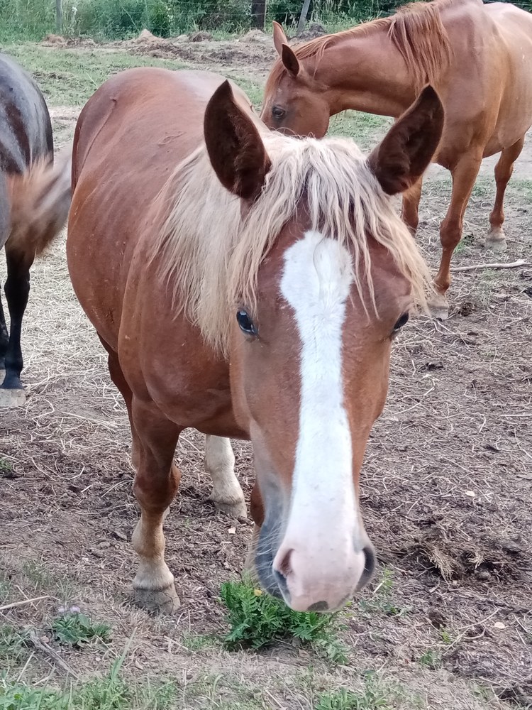 Lysko