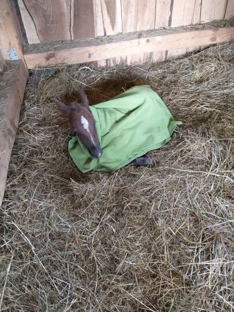 Maco v prvý deň života, prikrytý dekou v maštali