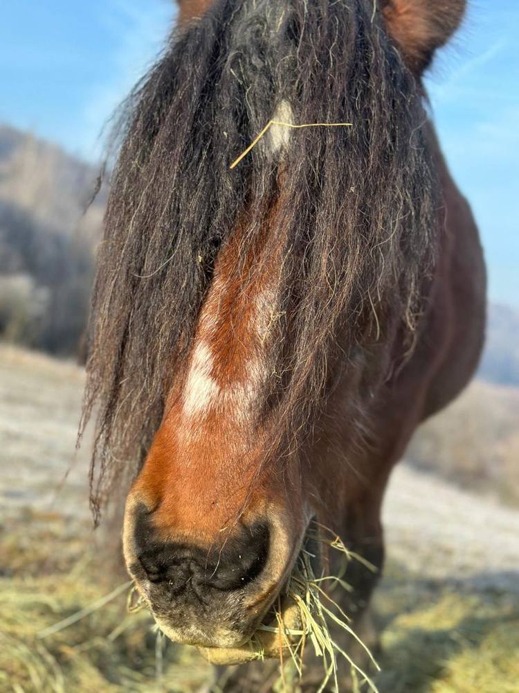 Najka