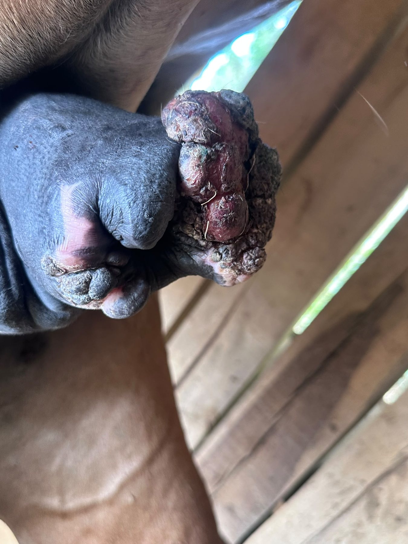 Oríkove sarkoidy — penis, 11. 8. 2026