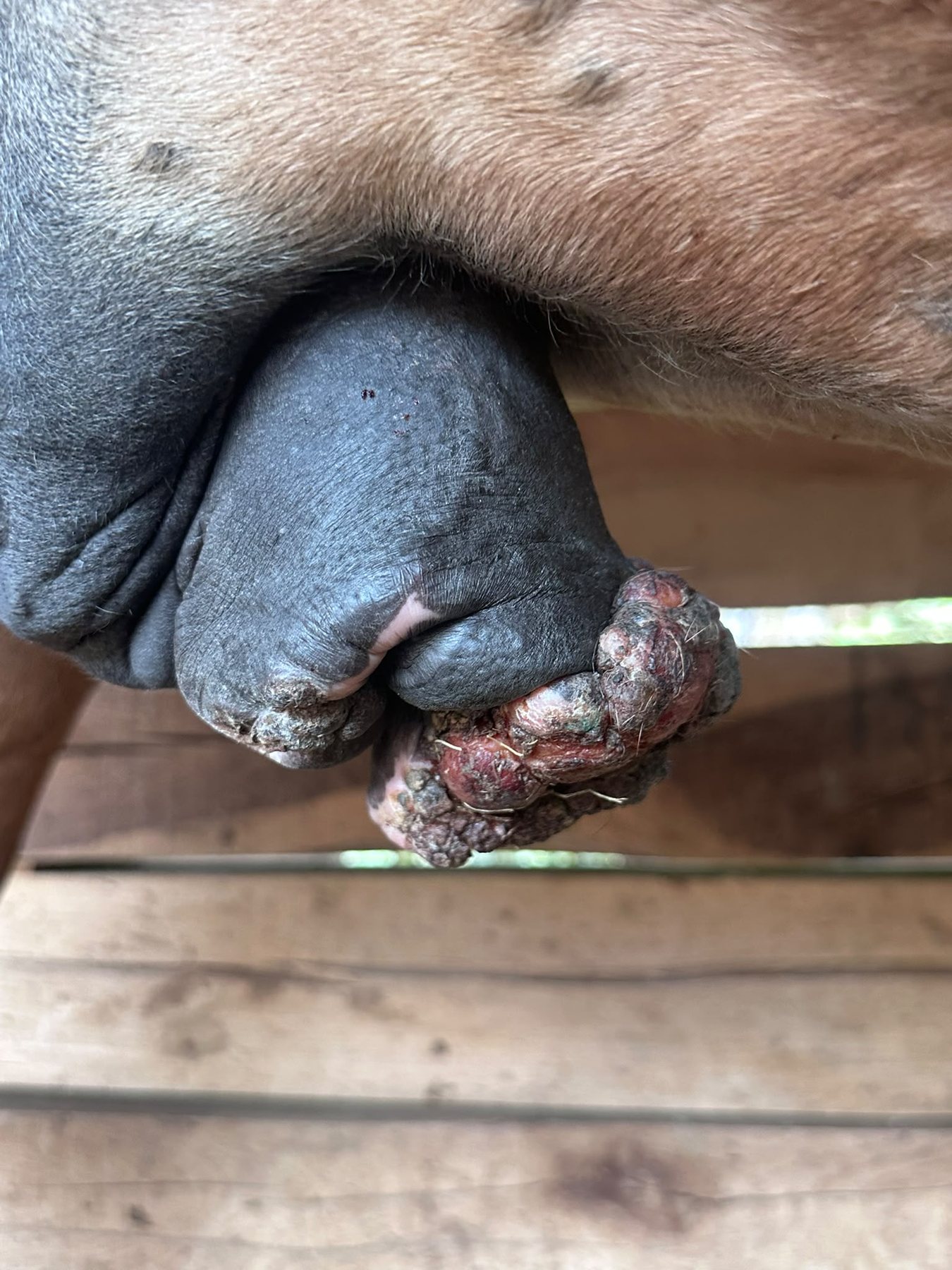 Oríkove sarkoidy — penis, 11. 8. 2026