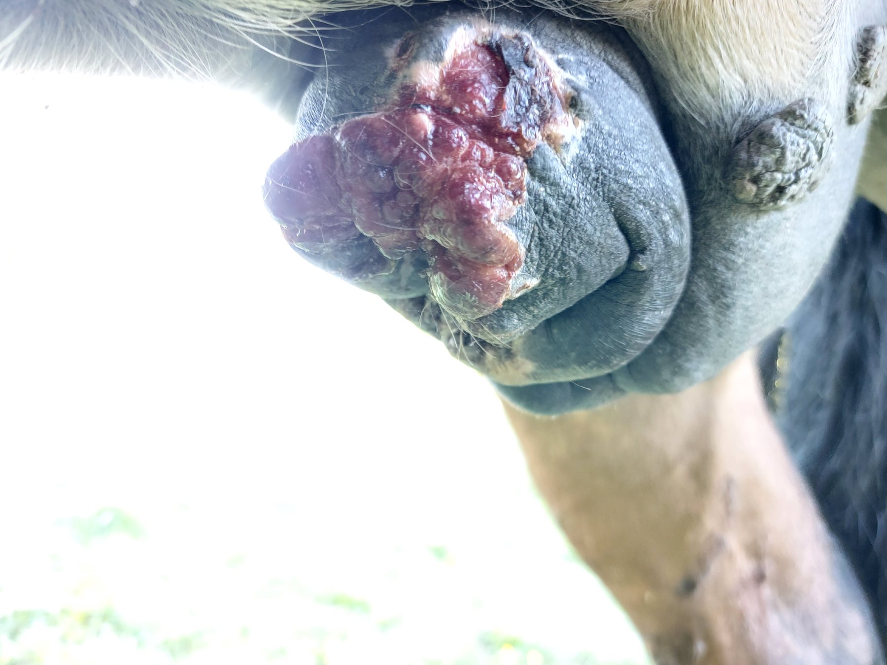 Oríkove sarkoidy — predkožka — recidíva, 19. 5. 2026