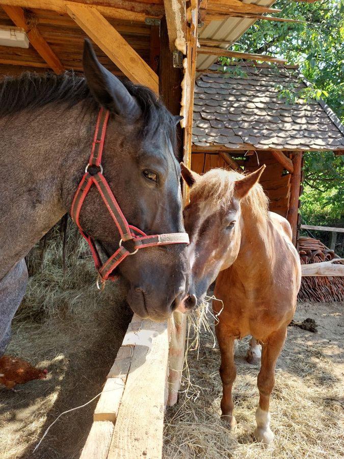 Steiger v prístrešku so Zuzou v prvých dňoch