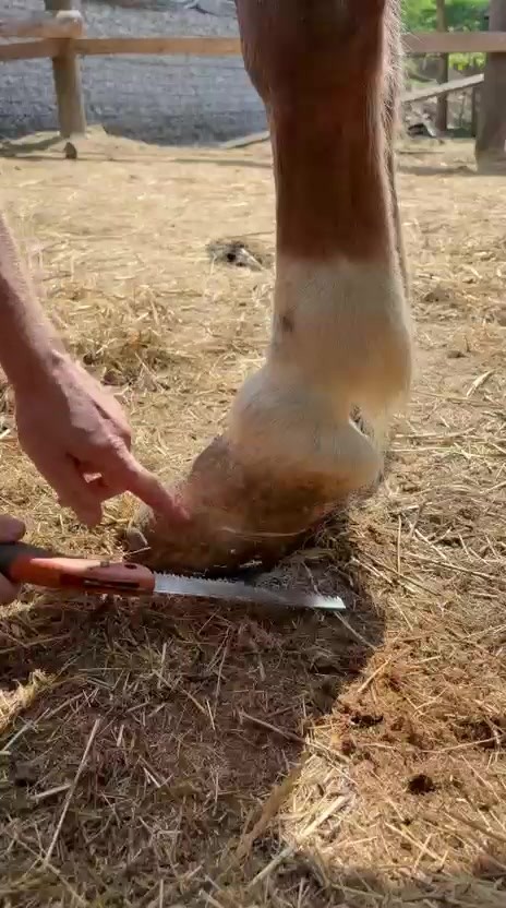 Ukazujeme, kam až prerástla rohovina Zuzinho kopyta