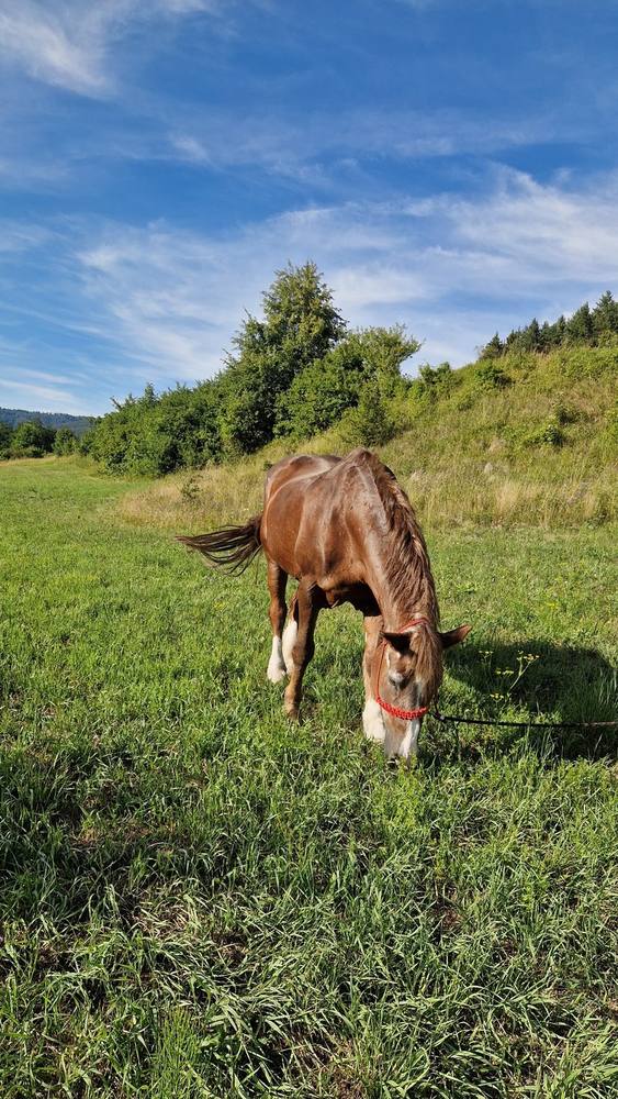 Zuza sa pasie na lúke